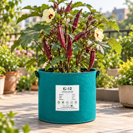 Red Burgundy Okra plant with deep burgundy-red tender pods, reddish stems, green leaves and pale-yellow flowers – red Bhindi summer vegetable seeds for kitchen gardens and grow bags Pakistan