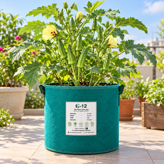 Okra F1 Hybrid Bhindi plant with tender elongated green ridged pods and healthy foliage – summer vegetable seeds for kitchen gardens raised beds and grow bags Pakistan