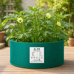 GALA 455 F1 Hybrid okra plant with tender dark-green bhindi pods – summer vegetable seeds for home gardening in Pakistan
