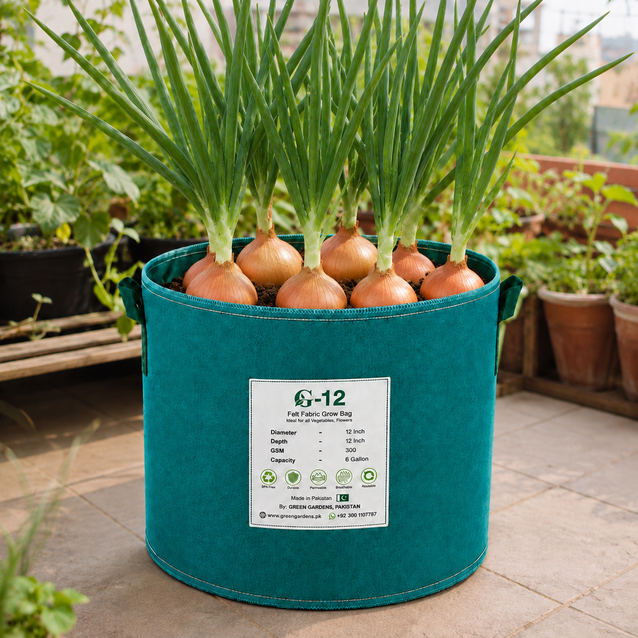 Nasarpuri red onions with healthy green tops and mature reddish-purple bulbs – traditional onion seeds for home gardening in Pakistan