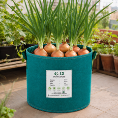 Nasarpuri red onions with healthy green tops and mature reddish-purple bulbs – traditional onion seeds for home gardening in Pakistan