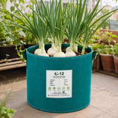 Large round Super White F1 Hybrid onions with bright white bulbs and healthy green tops – premium white onion seeds for winter gardening in Pakistan