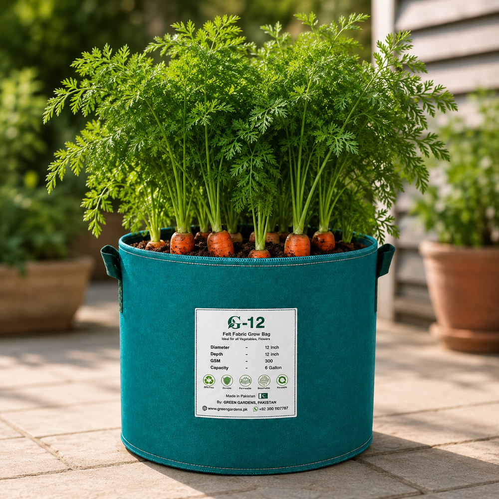 Fresh orange carrots with bright roots and green tops – winter carrot seeds for home gardening in Pakistan