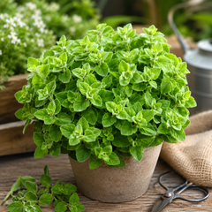 Greek Oregano Seeds – Aromatic Culinary Herb Seeds for Home Gardening (WINTER/SUMMER)