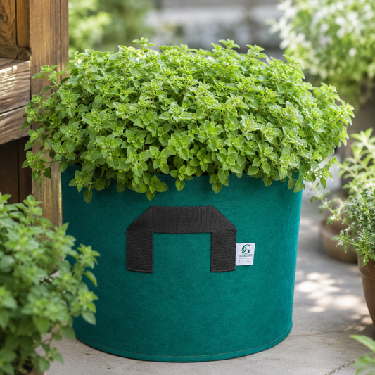 Greek Oregano Seeds – Aromatic Culinary Herb Seeds for Home Gardening (WINTER/SUMMER)