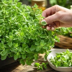 Greek Oregano Seeds – Aromatic Culinary Herb Seeds for Home Gardening (WINTER/SUMMER)