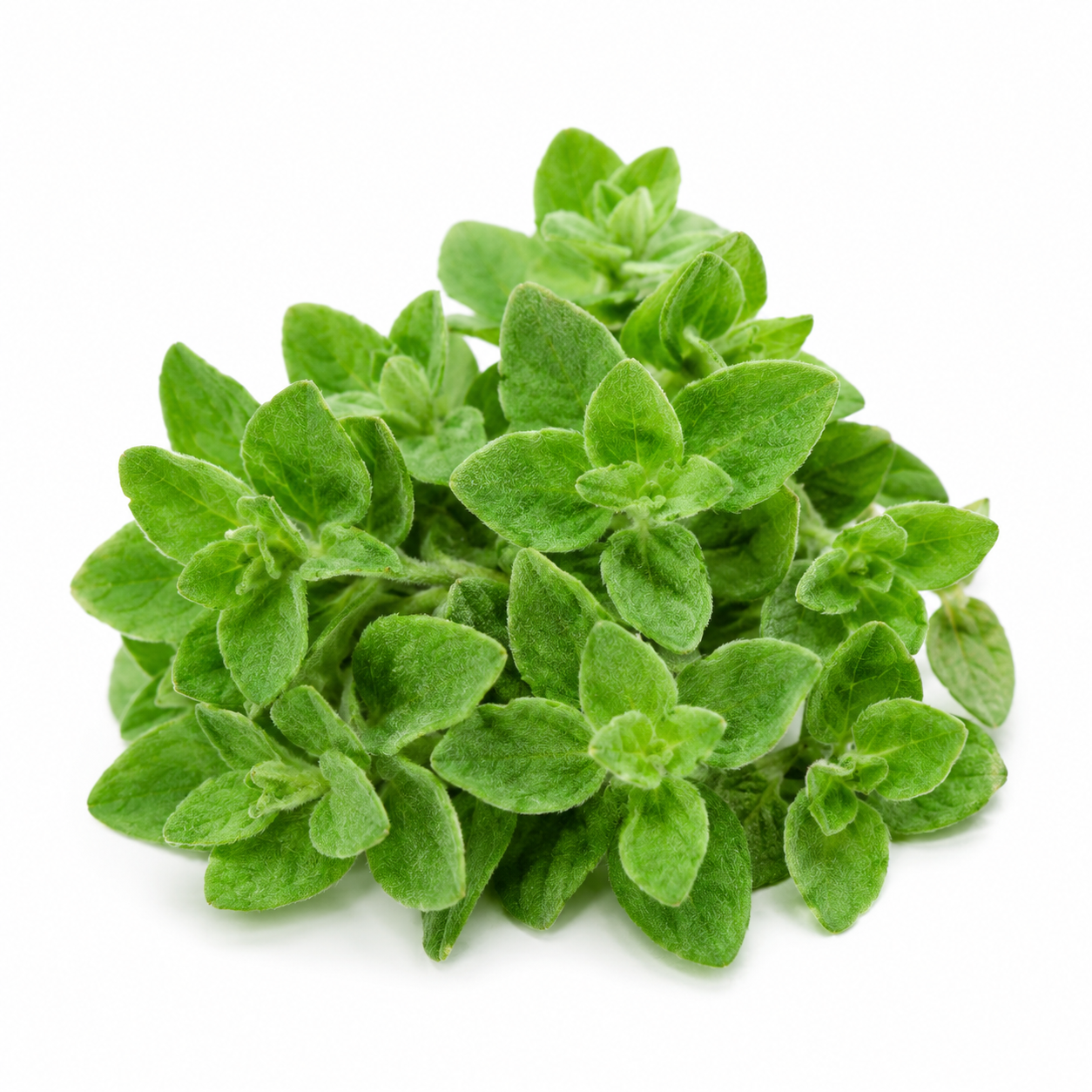 Greek Oregano Seeds – Aromatic Culinary Herb Seeds for Home Gardening (WINTER/SUMMER)