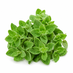 Greek Oregano Seeds – Aromatic Culinary Herb Seeds for Home Gardening (WINTER/SUMMER)