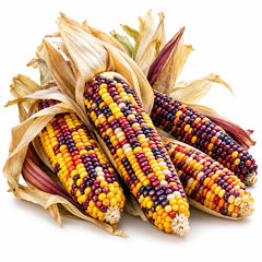 Little Jewels Ornamental Corn with small multicolour mature cobs displaying glossy red yellow orange purple brown and dark kernels among dried corn husks – decorative maize seeds Pakistan