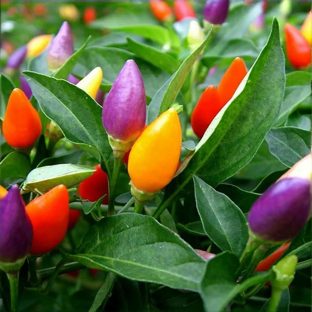 Ornamental Pepper Seeds (WINTER) نمائشی لال مرچ