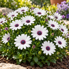 Osteospermum African Daisy White with Purple Eye featuring elegant white daisy-like flowers with deep-purple centres and compact green foliage – winter flower seeds for pots and grow bags in Pakistan