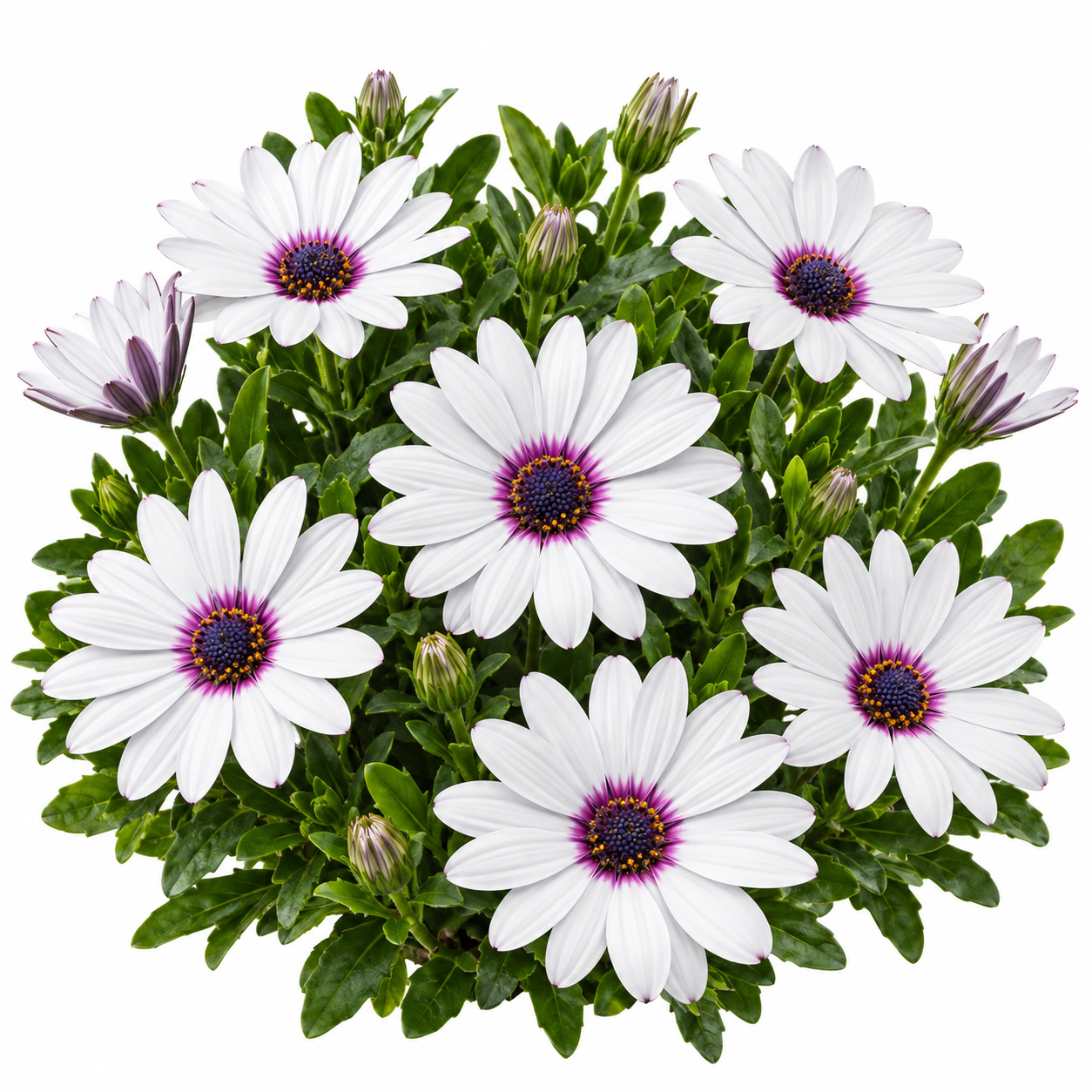 Osteospermum African Daisy White with Purple Eye featuring elegant white daisy-like flowers with deep-purple centres and compact green foliage – winter flower seeds for pots and grow bags in Pakistan