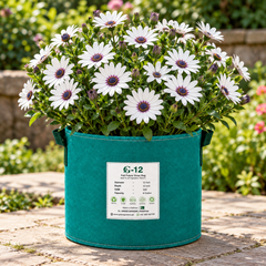 Osteospermum African Daisy White with Purple Eye featuring elegant white daisy-like flowers with deep-purple centres and compact green foliage – winter flower seeds for pots and grow bags in Pakistan