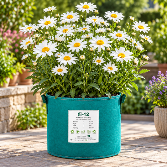 Ox Eye Daisy Leucanthemum vulgare with classic white petals and golden yellow centres – winter perennial flower seeds for beds borders pots and grow bags in Pakistan