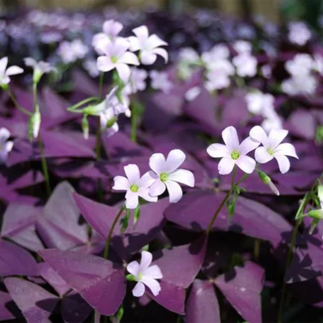Oxalis Butterfly – Purple (PACK OF 5 BULBS)