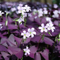 Oxalis Butterfly – Purple (PACK OF 5 BULBS)