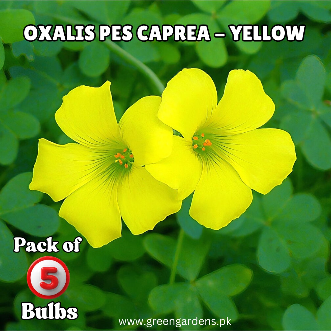 Oxalis Pes Caprea – Yellow (PACK OF 5 BULBS)