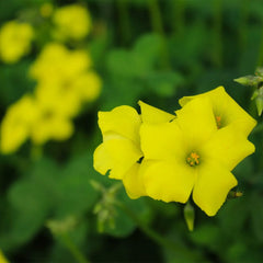 Oxalis Pes Caprea – Yellow (PACK OF 5 BULBS)