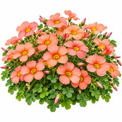 Oxalis obtusa ‘Flaming Cloud’ | Single Flowering Bulb