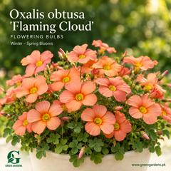 Oxalis obtusa ‘Flaming Cloud’ Flowering Bulbs | Winter–Spring Flowering Oxalis