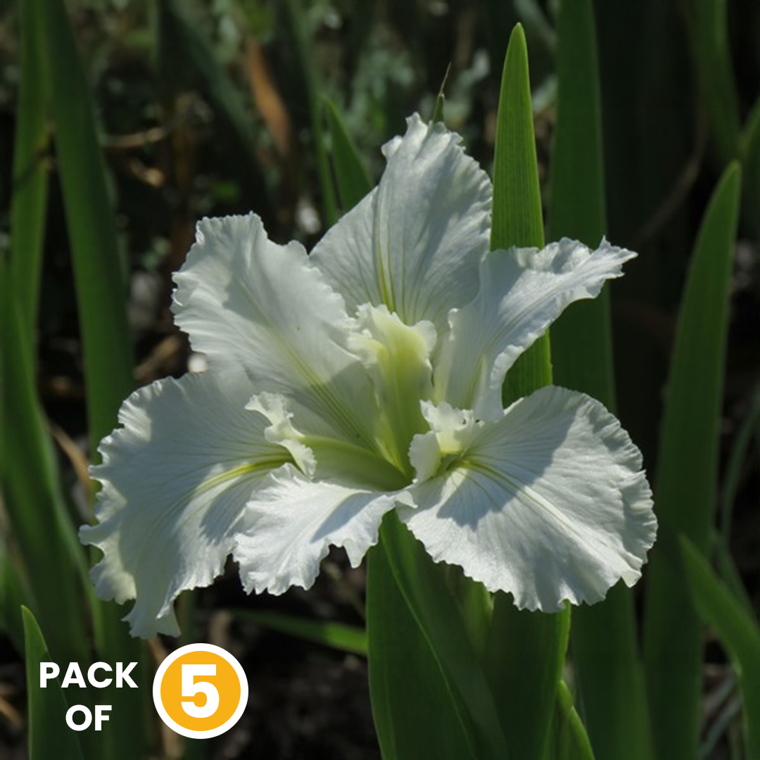 Louisiana Iris White – Flower Bulbs  {WINTER} (Pack of 5)
