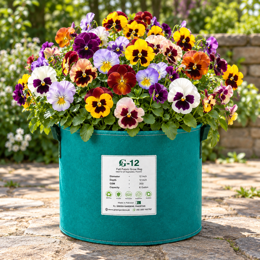 Pansy Swiss Giant Mix with large colourful blue purple yellow orange red pink and white flowers featuring distinctive dark face markings – winter flowering seeds Pakistan