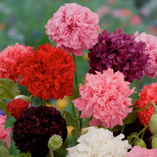 Poppy Shirley Seeds - Double (WINTER)