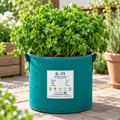 Fresh Curly Leaf Parsley plant with dense bright-green curled foliage – Petroselinum crispum seeds for winter and home gardening in Pakistan