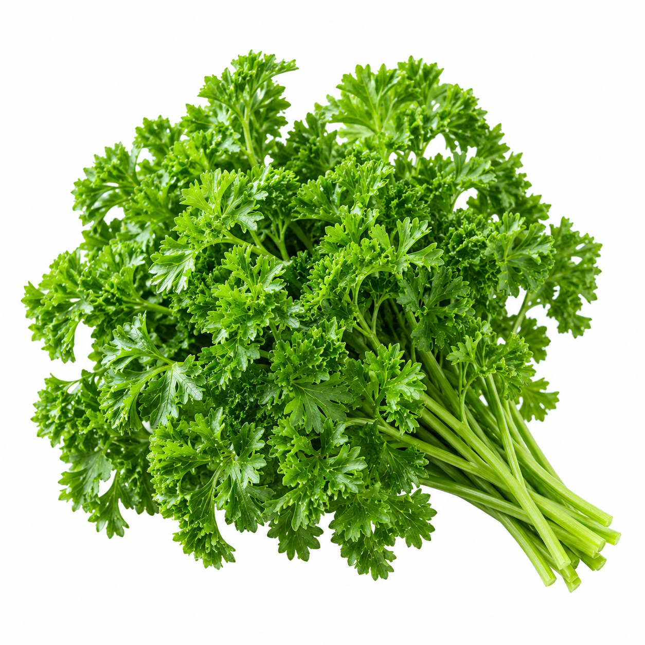 Fresh Curly Leaf Parsley plant with dense bright-green curled foliage – Petroselinum crispum seeds for winter and home gardening in Pakistan