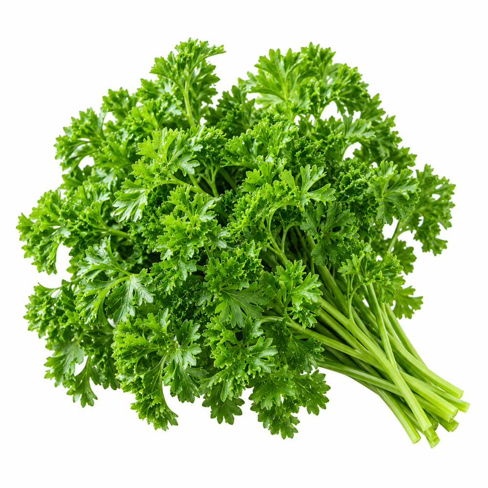 Fresh Curly Leaf Parsley plant with dense bright-green curled foliage – Petroselinum crispum seeds for winter and home gardening in Pakistan