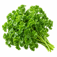 Fresh Curly Leaf Parsley plant with dense bright-green curled foliage – Petroselinum crispum seeds for winter and home gardening in Pakistan