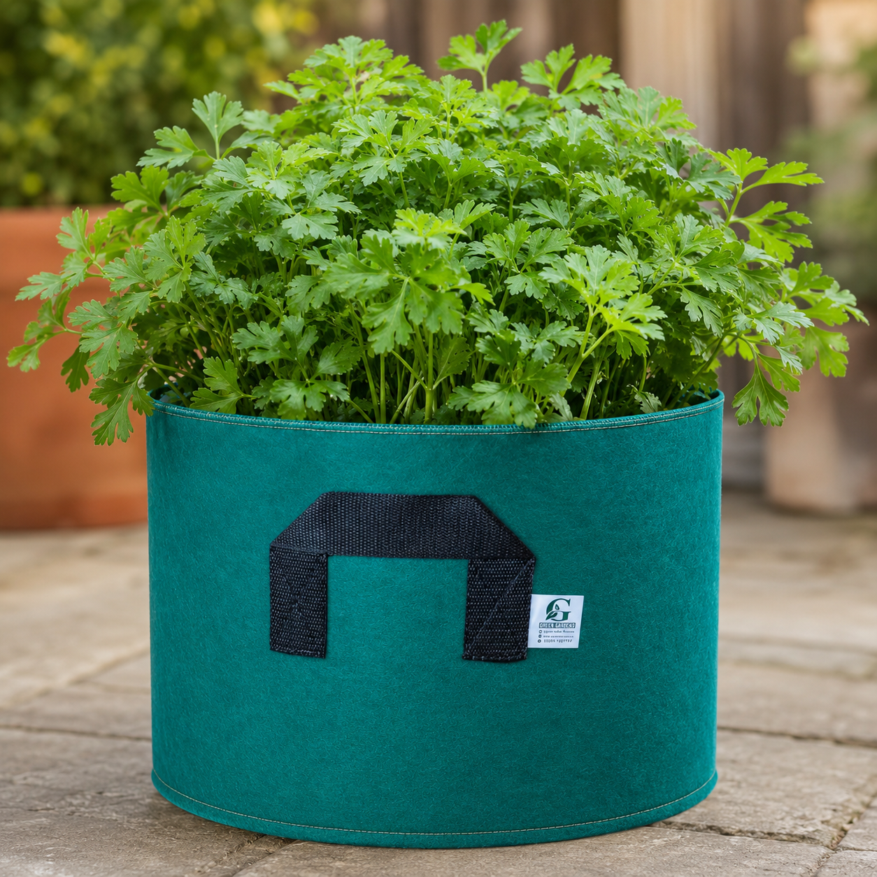 Italian Flat Leaf Parsley Seeds (WINTER)