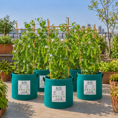 Healthy green pea vines with fresh plump pods growing on a trellis – Green Peas seeds for winter and home gardening in Pakistan