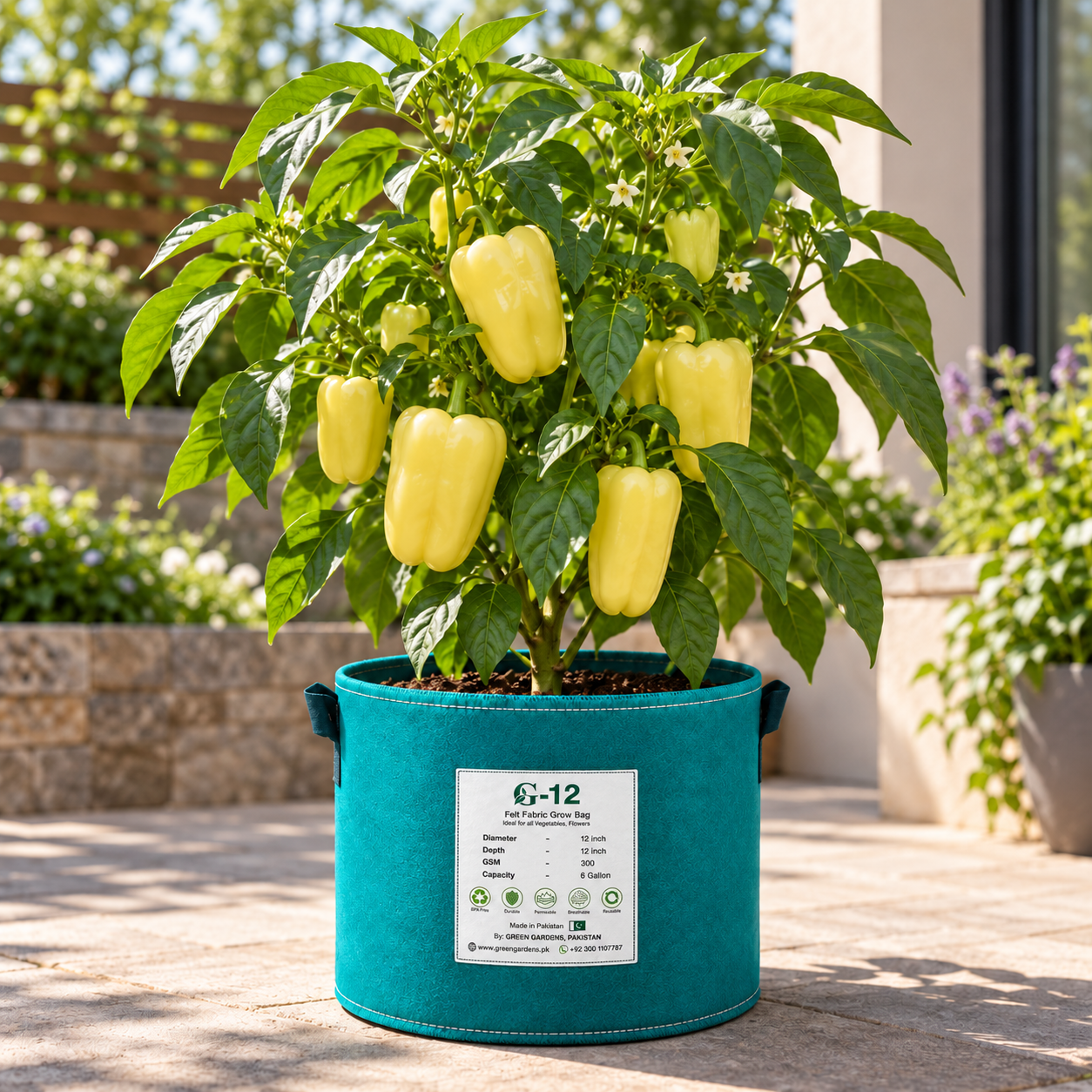 Franchi Sementi Peperone Soroksari Hungarian sweet pepper with blocky pale creamy-yellow 3–4 lobed fleshy fruits growing on a healthy branching pepper plant – seeds Pakistan