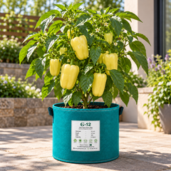 Franchi Sementi Peperone Soroksari Hungarian sweet pepper with blocky pale creamy-yellow 3–4 lobed fleshy fruits growing on a healthy branching pepper plant – seeds Pakistan