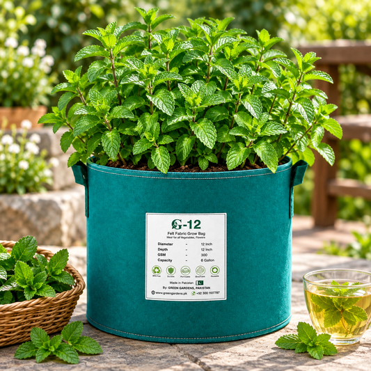 Fresh peppermint-type mint plant with aromatic green leaves – mint seeds for tea, drinks and home herb gardening in Pakistan