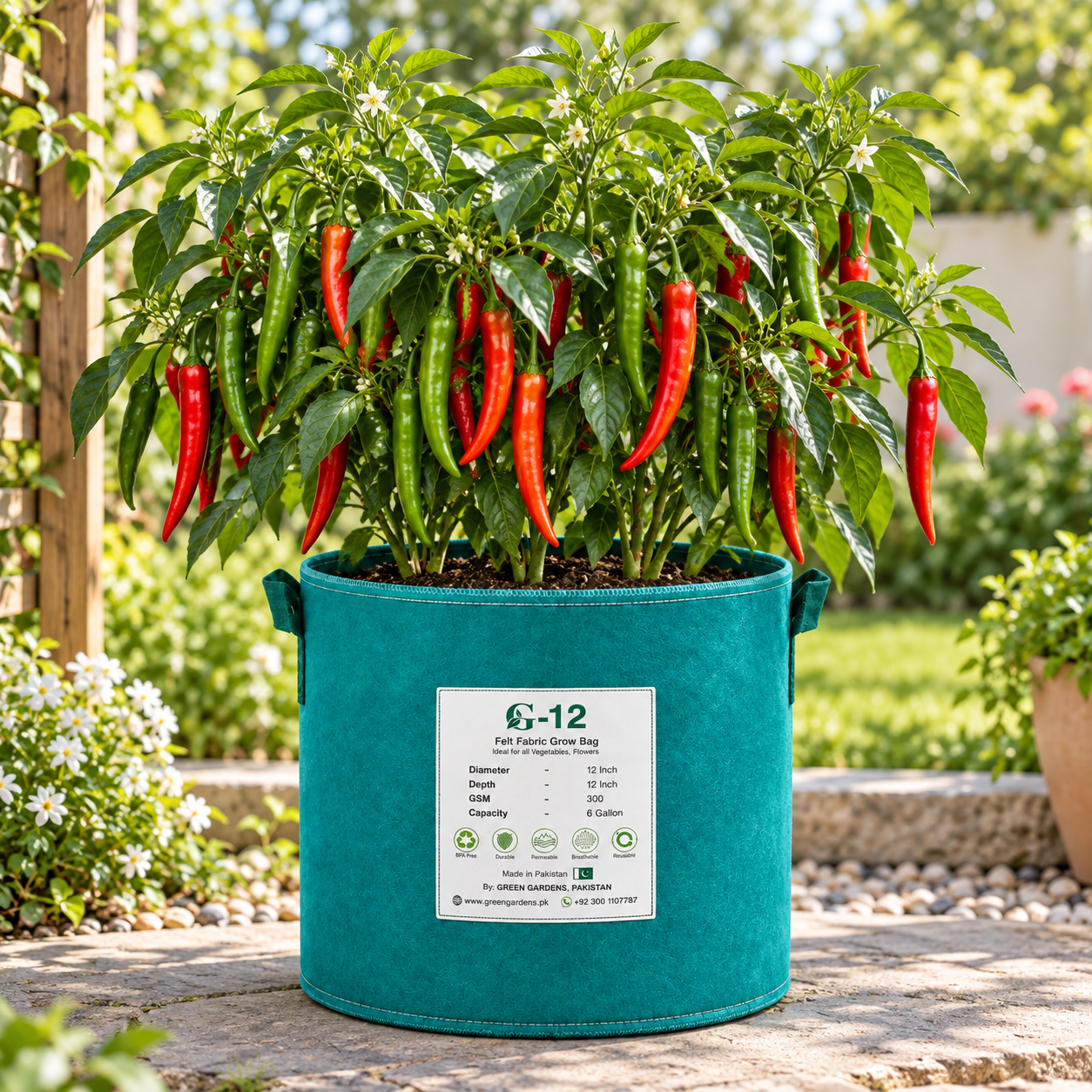 Long slender glossy OSAKA-03 F1 Hybrid hot peppers ripening from deep green to bright red – hot pepper seeds for gardening in Pakistan