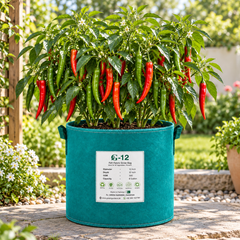Long slender glossy OSAKA-03 F1 Hybrid hot peppers ripening from deep green to bright red – hot pepper seeds for gardening in Pakistan