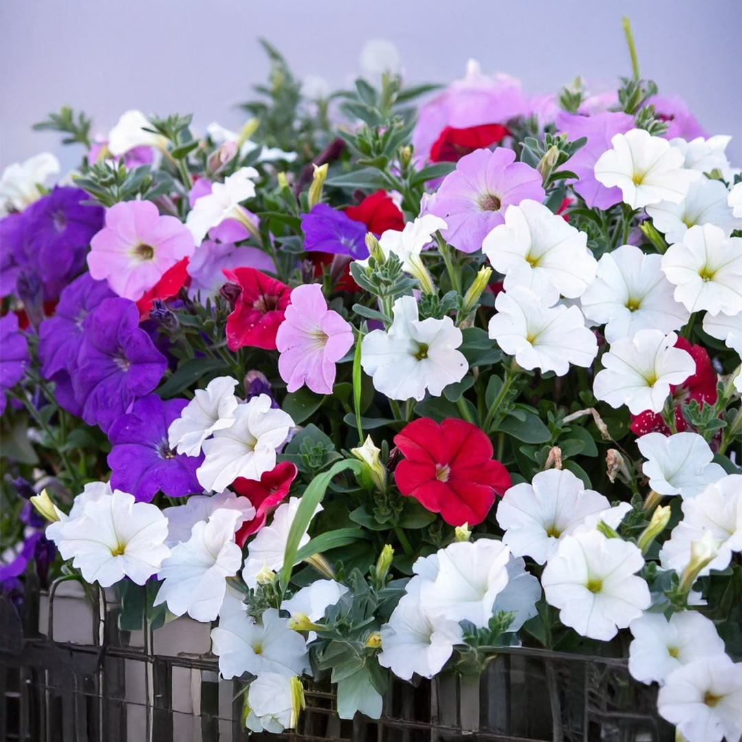 Balcony Petunia Seeds - Petunia Nana Compacta (WINTER)