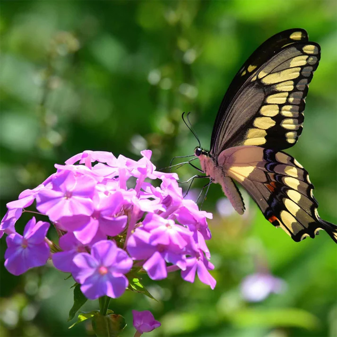 Phlox Seeds - Grandiflora Tall Mix (WINTER)