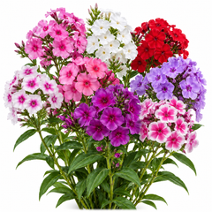 Phlox Grandiflora Tall Mix Phlox drummondii with large colourful pink red purple and white flowers – winter seeds for beds borders pots grow bags and cut flowers in Pakistan