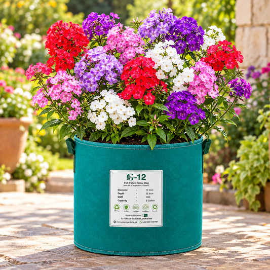 Phlox Grandiflora Tall Mix Phlox drummondii with large colourful pink red purple and white flowers – winter seeds for beds borders pots grow bags and cut flowers in Pakistan
