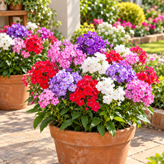 Phlox Grandiflora Tall Mix Phlox drummondii with large colourful pink red purple and white flowers – winter seeds for beds borders pots grow bags and cut flowers in Pakistan