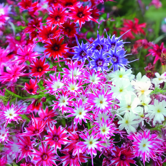 Phlox Star Mix Seeds (WINTER)