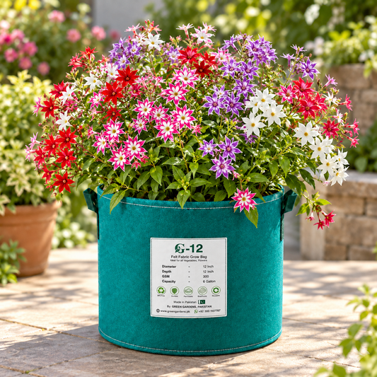Phlox Star Mix Phlox drummondii with colourful star-shaped pink red purple and white flowers – winter seeds for pots beds borders and grow bags in Pakistan