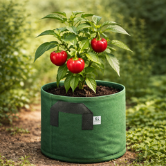 Pimento Pepper Seeds - Heirloom Sweet Peppers
