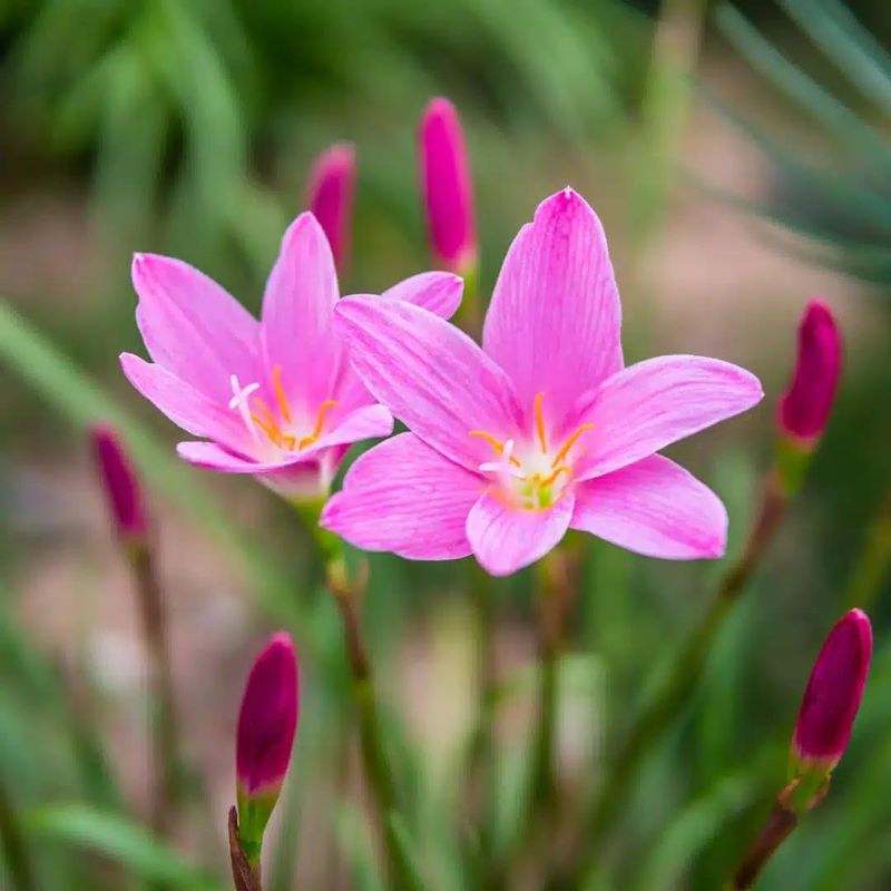 Pink Rain Lily Zephyranthes carinata Bulbs | Pack of 10 XL Size Bulbs