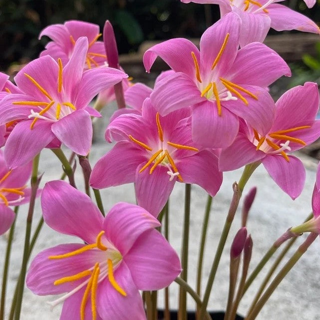 Pink Rain Lily Zephyranthes carinata Bulbs | Pack of 10 XL Size Bulbs