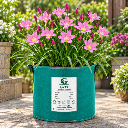 Pink Rain Lily Zephyranthes carinata with bright pink flowers – pack of 10 XL size perennial bulbs for pots grow bags and gardens in Pakistan