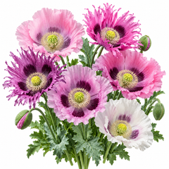 Poppy Fringed and Ruffled Pastel Mix with delicate pink peach salmon rose and white flowers featuring fringed wavy and ruffled petals – winter flower seeds Pakistan